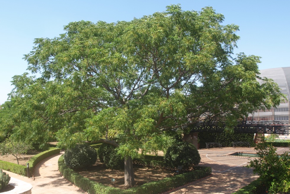 Melia Azedarach - Mature Tree with Ripen Fruit
