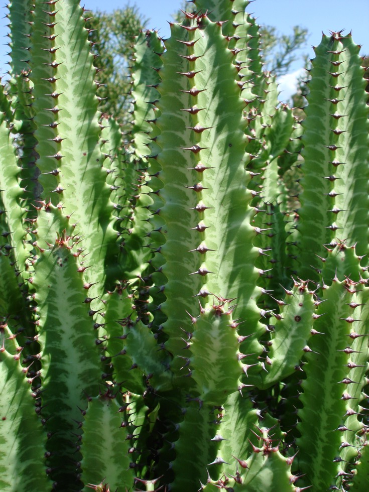 Euphorbia milii of christusdoorn